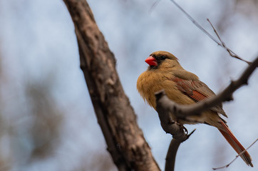 Orange, Tan, and Red Plumage on a Female Cardinal in a Tree