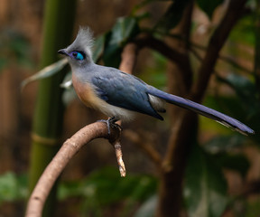 Aqua, Blue, and Grey Plumage on a Crested Coua in a Tree