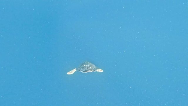 Underwater shot showing a big turtle diving into the deep blue ocean.