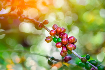 Coffee beans on tree at the mountain in farm northern Thailand.