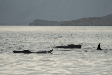Fototapeta premium Dolphins in the bay of Khasab. Musandam. Oman