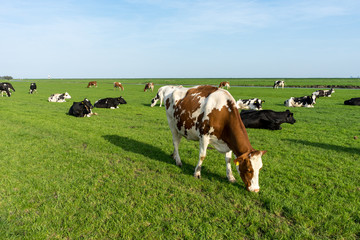 Obraz premium Netherlands,Wetlands,Maarken, a herd of cattle standing on top of a lush green field