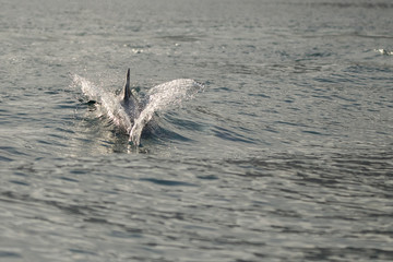 Dolphins in the bay of Khasab. Musandam. Oman