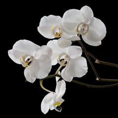 White orchid flowers on black background