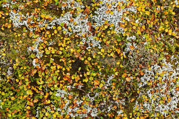 Krautweide (Salix herbacea), Island © sailer