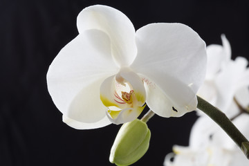 Fototapeta na wymiar White orchid flower, isolated on black background