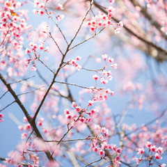 Wild Himalayan Cherry blossom