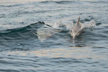 Dolphins in the bay of Khasab. Musandam. Oman