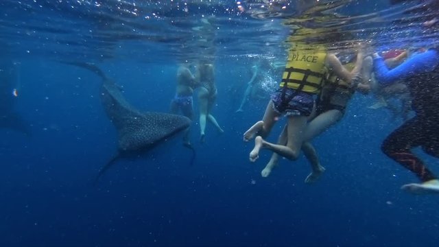 Excited Tourists Swimming with Giant Whale Sharks Oslob, Philippines.