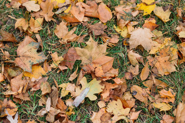 Autumn. Multicolored maple leaves lie on the grass