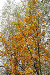 autumn golden foliage on a tree branch.