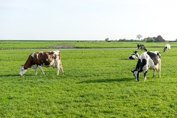 Netherlands,Wetlands,Maarken, COWS IN A FIELD