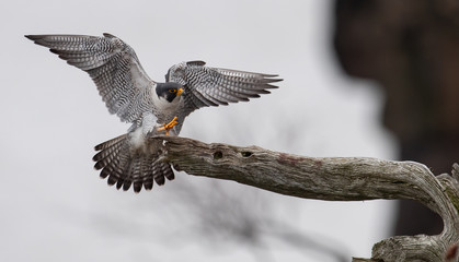Peregrine Falcon