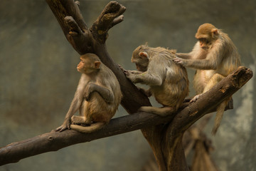 monkey family