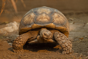 Obraz premium Turtle
