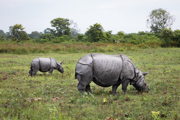 Manas national park and wildlife during daytime and green park