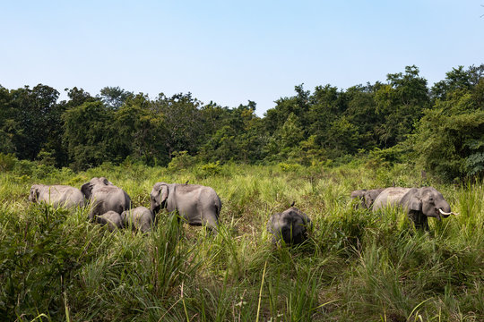 Manas national park and wildlife during daytime and green park
