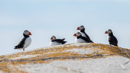 Atlantic Puffins