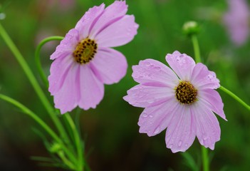 Obraz premium 雨上がりに咲いた親子コスモスの花