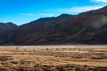 Dry cold dessert landscape of Ladakh with Shepards grazing their sheep