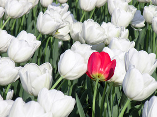 A Single Red Flower Standing Out in a Field Full of White Tulips