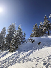 Fototapeta na wymiar Sunlit Winter Landscape, Spruce Tree Forest Covered by Snow 