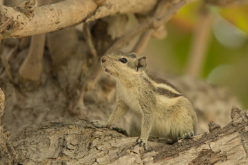 Indian palm squirrel (three-striped palm squirrel) / Funambulus palmarum