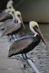 Brown Pelican Dock