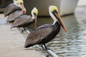 Brown Pelicans