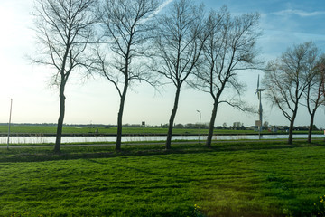 Netherlands,Wetlands,Maarken, a large tree in a grassy field