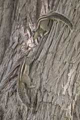Indian palm squirrel (three-striped palm squirrel) / Funambulus palmarum