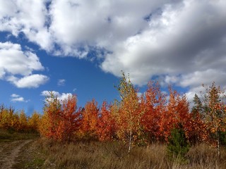 Fototapeta premium Colorful autumn landscape of young growth among the withered gray grass