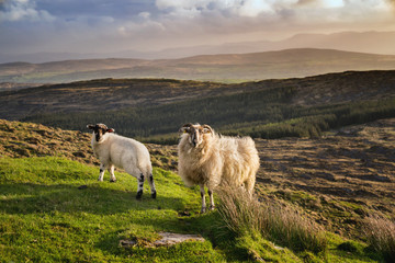 Two sheeps in a sunset