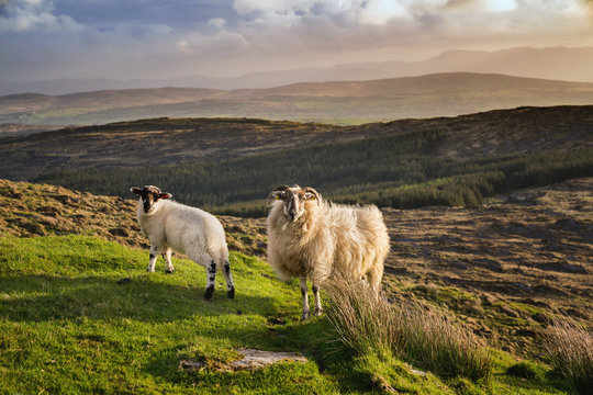 Two Sheeps In A Sunset