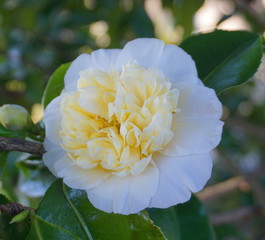 Incredible beautiful white camellia - Camellia japonica Nobilissima.
