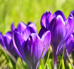 Fototapeta premium Close up purple crocus flowers against green grass background.