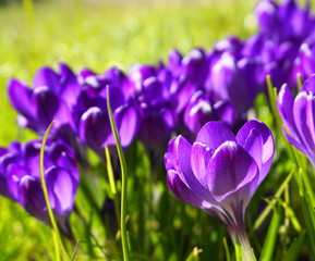 Close up purple crocus flowers. Incredible beautiful spring background.