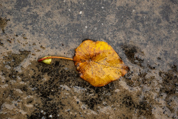Leaf on wet sandy ground