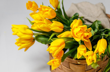 Yellow spring tulips in a wicker basket on a white background.