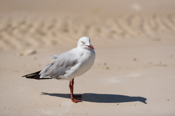 Möve steht in Seitenansicht am Strand und wirft Schatten mit Blick in Richtung Kamera