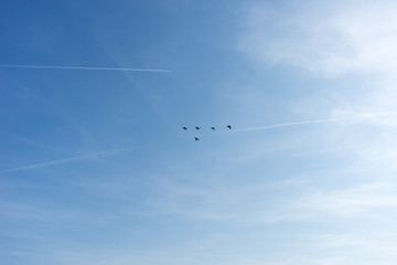 Netherlands,Wetlands,Maarken, LOW ANGLE VIEW OF BIRDS FLYING IN SKY