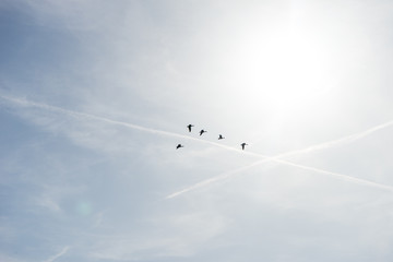 Netherlands,Wetlands,Maarken, a flock of birds flying in the sky