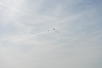 Netherlands,Wetlands,Maarken, a flock of birds flying in the sky