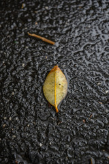 Fallen Leaf on a wet road