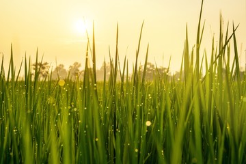 Obraz premium green rice field and sun