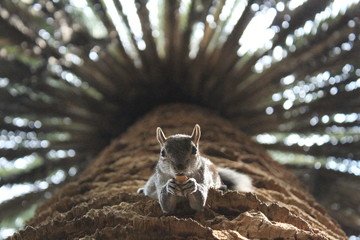 Ardilla comiendo cacahuates de boca abajo