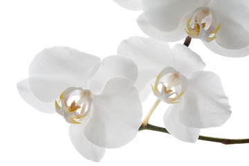 Fototapeta na wymiar White orchid flowers, isolated on white background