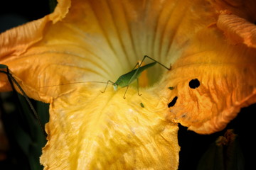 grasshopper in yellow flower