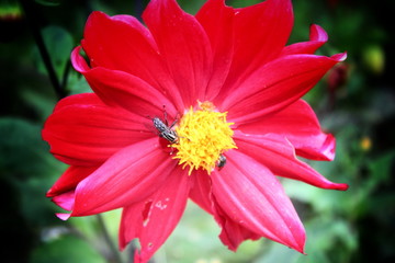 Red Flower in the garden 