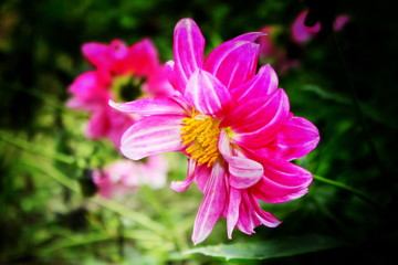 Pink Flowers in the garden Dahlia